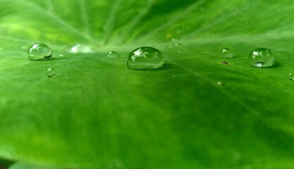 water droplets on taro leaves