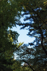 looking up trees
