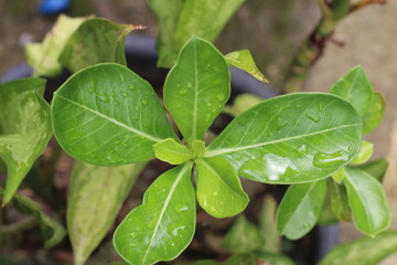 leaves exposed to raindrops