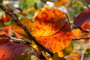 Obraz premium オレンジ色に紅葉した桜の葉っぱ