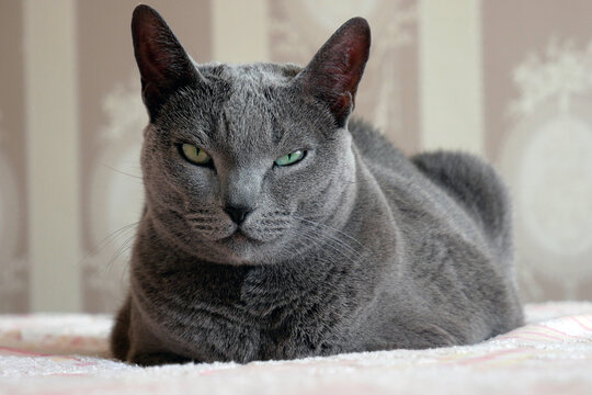 Funny Russian blue cat looks suspiciously at the camera.