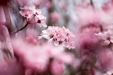 Naklejka premium small beautiful blooming red cherry flowers