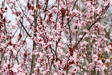 illuminated by sunlight fresh cherry blossoms