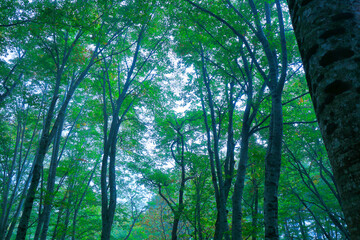 三神杉のブナ平