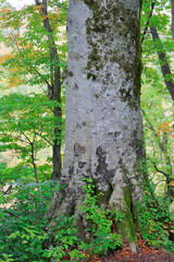 三神杉のブナ平