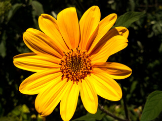 Obraz premium Sunflower 