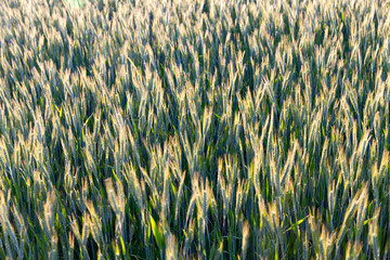 agriculture and agriculture for the cultivation of cereals