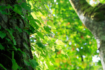 三神杉のブナ平