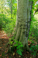 三神杉のブナ平