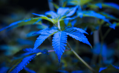 Cannabis Leaf under a Blue Glow Light
