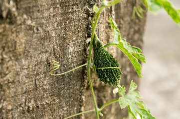 Ucche Karela Bitter Gourd or Bitter melon (momordica charantia Cucurbitaceae) in morning sunlight. It is a tropical and subtropical vine vegetable plant and edible fruit of bitterness and sour taste.