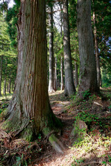 三石神社　参道の杉