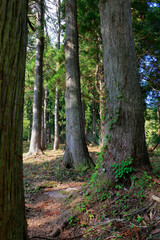 三石神社　参道の杉