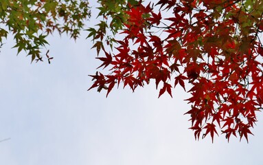 もみじ　紅葉　カラフル　風景