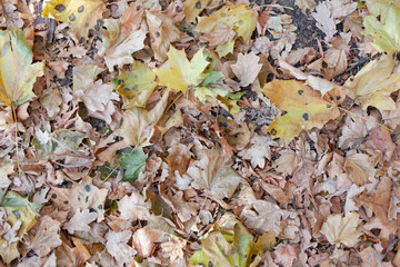 Autumn yellow maple and oak leaves on the ground, used as a background or texture