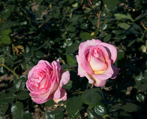 Floral. Roses blossom in the garden. Closeup view of beautiful Floribunda Rosa Elle green leaves and flowers of light pink petals, spring blooming in the park. 