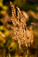 deciduous trees in the autumn season