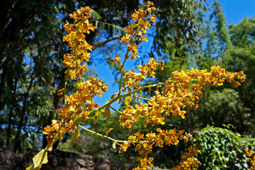 The gigantic cyrtopodium flowers (Cyrtopodium gigas), yellow orchid
