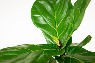  Scandinavian Decor style Plant Green Leaf.Fiddle Leaf Fig Tree.