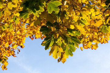 maple foliage in the autumn season