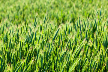 agricultural field sown with cereals that are not ripe
