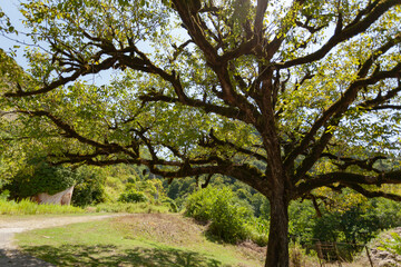 Obraz premium Large branched green tree covered with moss, used as a background