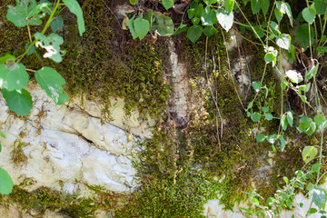 The white wall is covered with green vegetation, used as a background or texture
