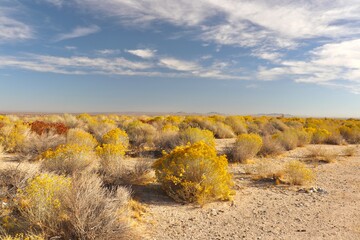 Desert landscape in Southern California 