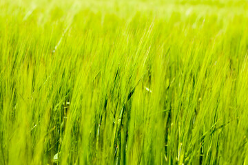 agricultural field where green barley grows
