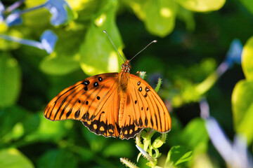 Colorful Gulf Fritellary butterfly resting on green leaf.