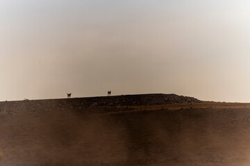 Stray dogs wandering around the field