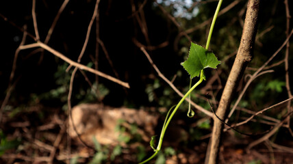 Green leaf, colour of lfe.
