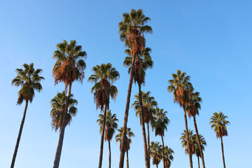 Obraz premium Group of tall palm trees with green and orange leaves, and a blue sky background - beach wallpaper 