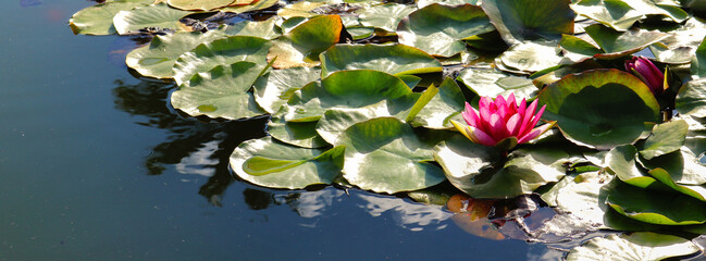 water lily with lotus pink flower in a pond - beautiful wild nature scene for a banner or a background header