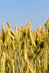 wheat crop against the sky