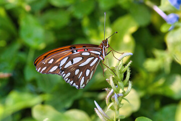 Extreme close-up of a Gulf Fritellary sipping nectar from a flower.