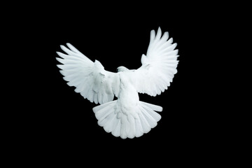 Fototapeta na wymiar white dove flying with a black background.