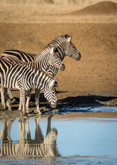 Vertical portrait of three zebra standing at water's edge in golden afternoon light in Kruger Park in South Africa