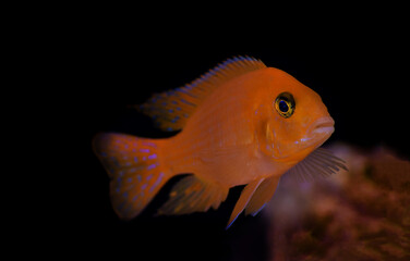 Fototapeta premium Red zebra Afican cichlid - Maylandia estherae