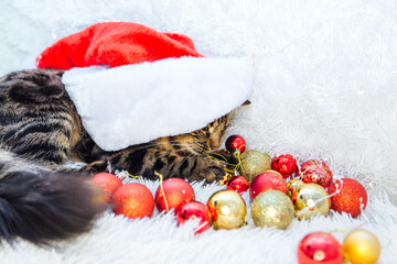 Bengal cat laying on the white background with christmas decorations.