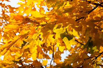 changing the color of maple in the autumn season