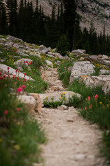 wild flowers