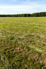 field with cosy grass