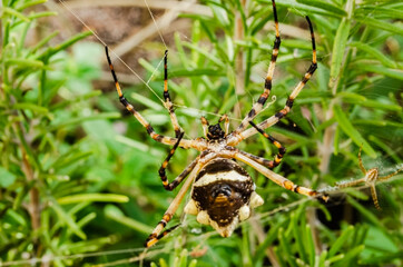 Underneath A Silver Argiope Spider