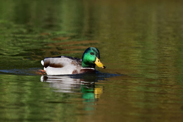 A Male Mallard Duck