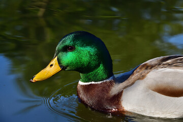 A Male Mallard Duck
