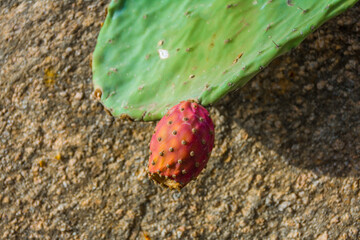 cactus fruit