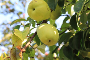 모과와 잎이 보이는 풍경