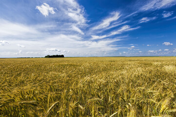 agricultural field in Europe