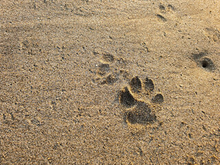 paw print on the white sand beach